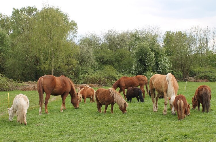 Zu sehen sind neuen Pferde bzw. Ponys auf einer Wiese, welche bewohner des Gnadenhofs Wattenscheid sind.